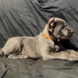 Orange Collar Male - Gray male Cane Corso puppy in Atlanta, Georgia from Cane Corso’s of Atlanta
