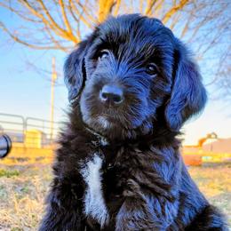 JoJo - Black and white female Assorted Doodle Crosses puppy in Lewistown, Pennsylvania from Southern Star Goldendoodles