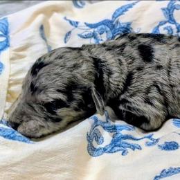 Neville - Blue merle male Sheepadoodle puppy in Austin, Texas from Darling Doodles