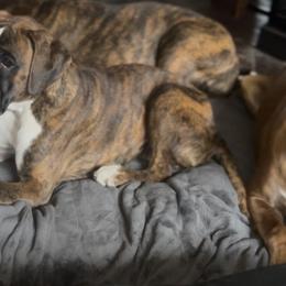 Boxer All Grown Up from Rorschach Boxers