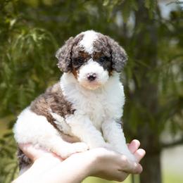 Bowser - Blue merle male Aussiedoodle puppy in Jacksonville, Florida from Lolo’s Aussiedoodle