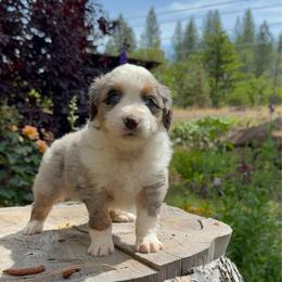 Indi - Blue merle female Miniature Australian Shepherd puppy in Shingletown, California from Whiskeytown Aussies