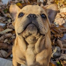 Rocky - Cream French Bulldog puppy in Salem, Virginia from Alpine Kennel