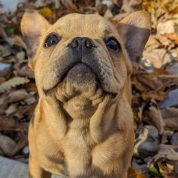 Rocky - Cream French Bulldog puppy in Salem, Virginia from Alpine Kennel