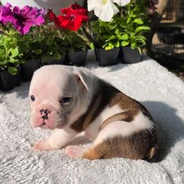 Flik - Fawn and white male Bulldog puppy in Cardington, Ohio from A & J Miniature Dachshunds & Bulldogs