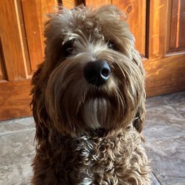 Red - Australian Labradoodle