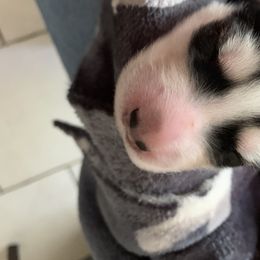 Siberian Husky Puppies from The Husky Husky Hut