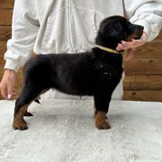 Yellow Collar - Girl - Black and tan Beauceron puppy in Bakersfield, California from Von Zirbes Hundehutte