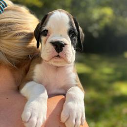 Jam From Tripillya - Fawn male Boxer puppy in Lebanon, Ohio from Kennel From Tripillya
