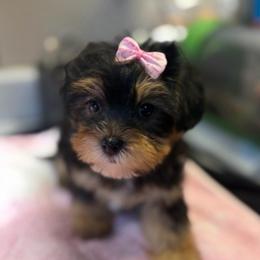 Harley - Black and gold female Morkie puppy in Florence, Kentucky from 4paws4ever by Design