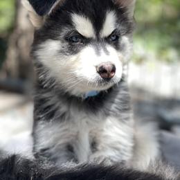 River - Black and white female Siberian Husky puppy in Diamond Lake, Washington from Husky Haven WA