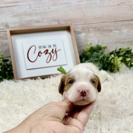 Thomas O'Malley - Blenheim male Cavapoo puppy in Lancaster, Missouri from Cavapoo Acres