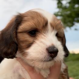 Dachshund Puppies from Doxie Darlings VA