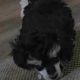 Lil Bubba - Phantom male Poodle puppy in Wittmann, Arizona from Marlees Puppies 1