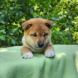 Ace - Red male Shiba Inu puppy in Illinois from Precious-Puppies