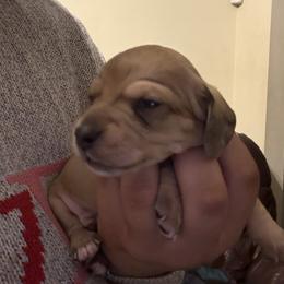 Angelo - Cream male Dachshund puppy in Saint Paul, Minnesota from Vibrant Eyes Doxies