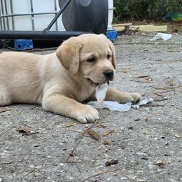 Ash - Yellow male Labrador Retriever puppy in Andrews, South Carolina from Leyland Cypress Retrievers