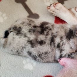 Boston Terrier and French Bulldog Puppies from Freedom Bostons