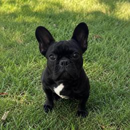 Peanut Butter - Black male French Bulldog puppy in Tampa Bay, Florida from Woodpecker Ridge Pups