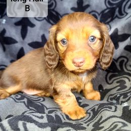 Dachshunds from DRA'S