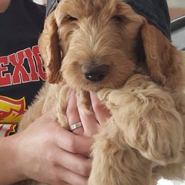 Goldendoodle Puppies from Penny Doodles
