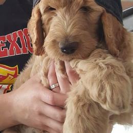 Goldendoodle Puppies from Penny Doodles