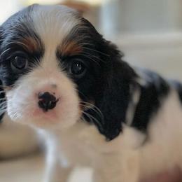 Cavalier King Charles Spaniel Puppies from Peaceful Promise Cavaliers