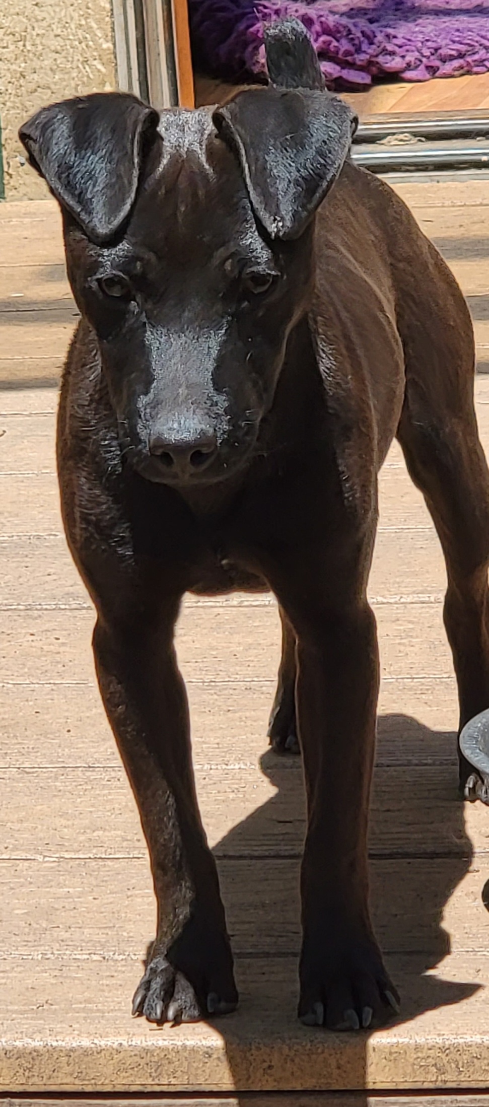 Boudreaux - Patterdale Terrier