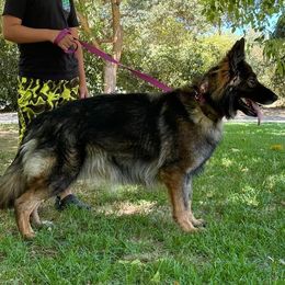 Solar - German Shepherd