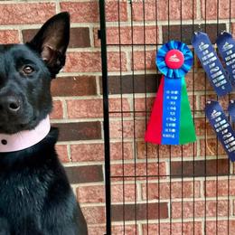 Belgian Malinois, Dutch Shepherds, and xDutch Shepherds from Iron Sight K9s