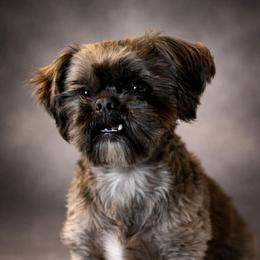 Bear - Sable male Shih Tzu puppy in Kettering, Ohio from LaDawn’s Little Lions