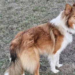 Old Time Scotch Collies from Menagerie Ranch