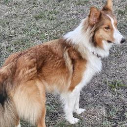 Old Time Scotch Collies from Menagerie Ranch