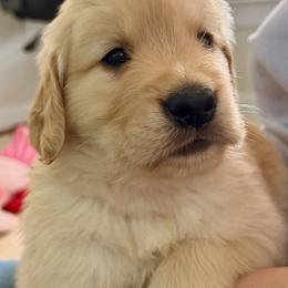 Boy 1 - male Golden Retriever puppy in Frederick, Maryland from Sugarloaf Golden Retrievers (Formerly Vixena Golden Retrievers)