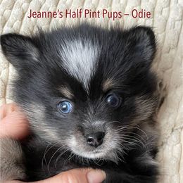 Odysseus - Black and white male Pomsky puppy in Cottrellville, Michigan from My Half Pint Pups