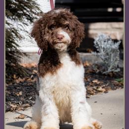 Rue - Brown and white female Cockapoo puppy in Connersville, Indiana from Deaz Doodle Ranch