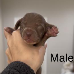 Dachshund Puppies from Double T Dachshunds