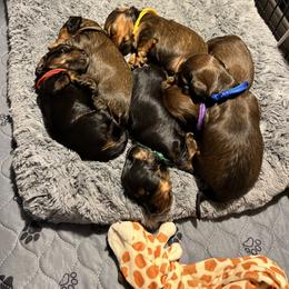 Dachshund Puppies from Miniature Dreams Dachshunds
