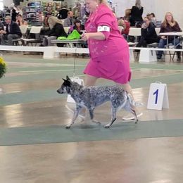 Australian Cattle Dog and French Bulldog Puppies from Sugarloaf French bulldogs and Australian cattle dogs