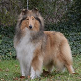 Merrie - Collie