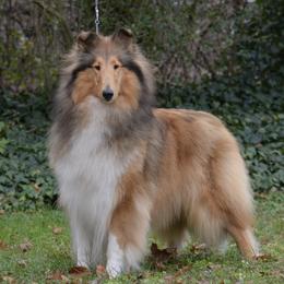 Merrie - Collie
