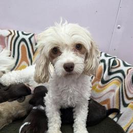 Savina - Havanese