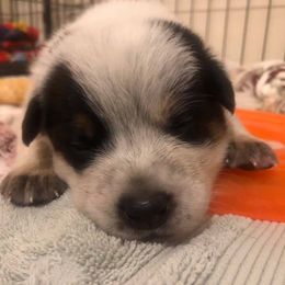 Australian Cattle Dog Puppies from DoReMi ACDs