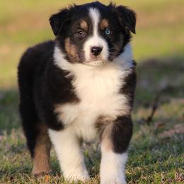 Black Tri Male 3 - Black tri-color male Australian Shepherd puppy in Northport, Alabama from Sipsey River Australian Shepherds