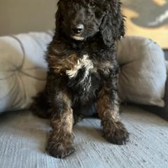 Goldendoodle Puppies from Amy’s Goldendoodles