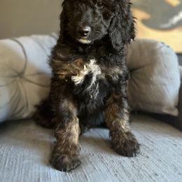 Goldendoodle Puppies from Amy’s Goldendoodles