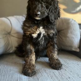 Goldendoodle Puppies from Amy’s Goldendoodles