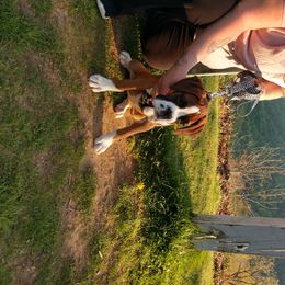 Boxer Puppies from Whynot Blue Ridge Mountain Boxer's