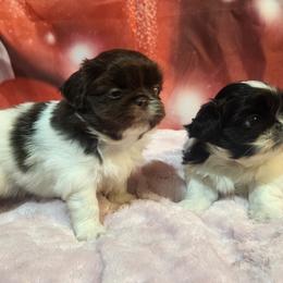 Pekingese, Poodle, and Shih Tzu Puppies from Happy puppies