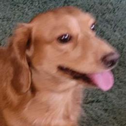 Ollie - Dachshund